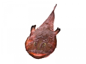 Pescatrice (Lophius piscatorius)