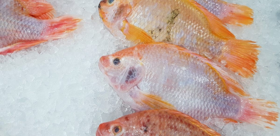 I consigli di Marevivo per conservare al meglio il pesce