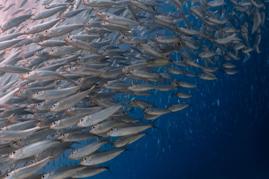 5 buoni motivi per preferire il pesce azzurro