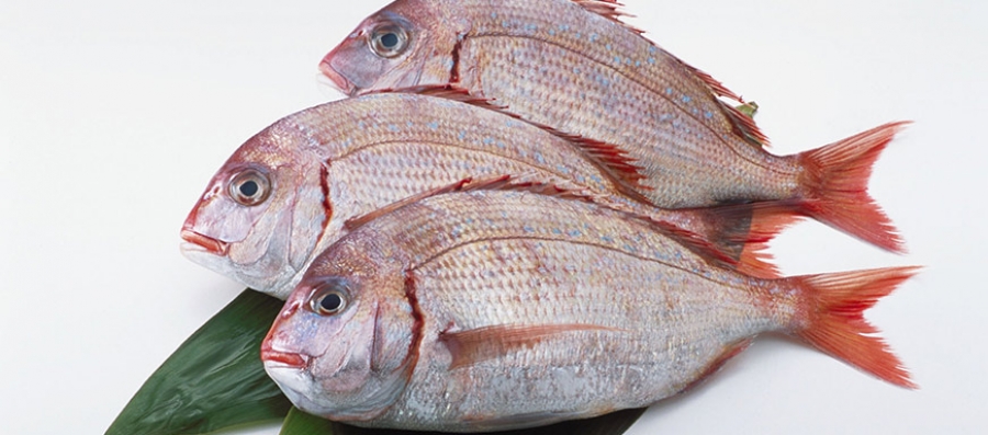 Proteine del Pesce: perché sono indispensabili per il nostro benessere?