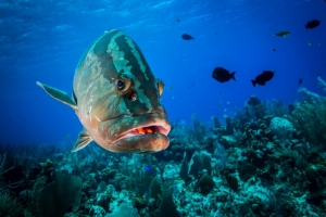 Pesce di stagione: le proprietà nutritive della cernia