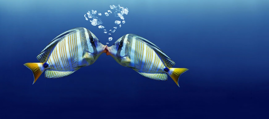Pesce e Amore: i benefici dell&#039;Omega-3
