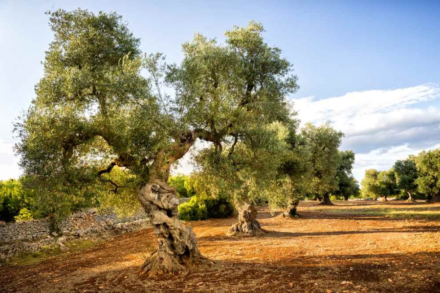 L&#039;estate è in fine, ma il Salento continua a proporre fiere e sagre