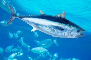 Ma quanto fa bene il pesce azzurro? Vediamone alcune proprietà