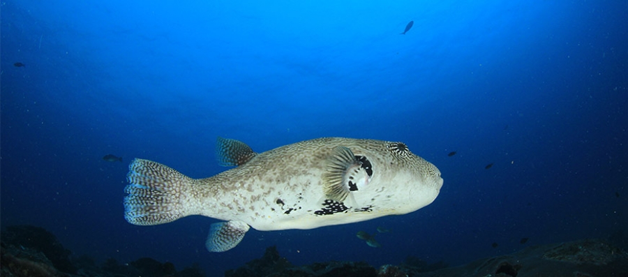 Pesce palla nel mare del Salento: ecco cosa c&#039;è da sapere