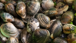 I nostri frutti di mare: cosa c’è da sapere sulle vongole veraci di Marevivo