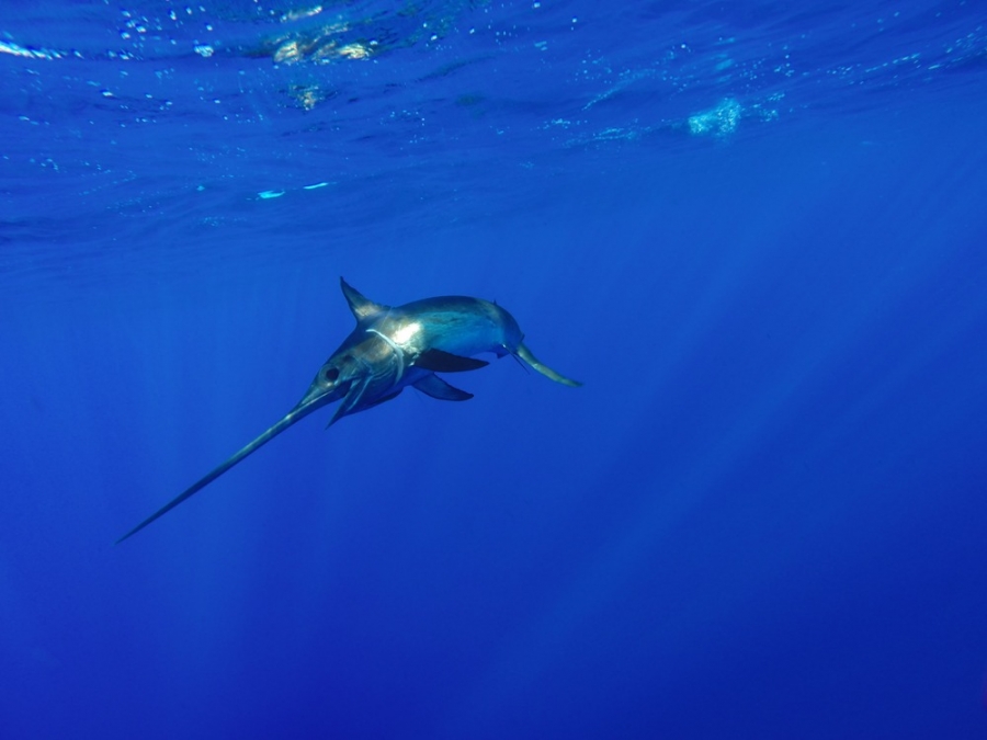 Mangiare pesce spada fa bene: 3 buoni motivi per sceglierlo