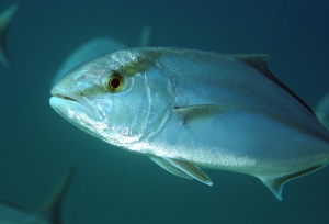 Pesce di stagione: scopri tutte le proprietà della ricciola