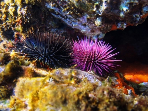 I Ricci: gustosi e pregiati Tesori del mare