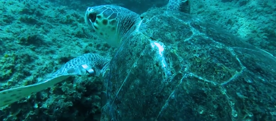 La nuova mascotte della Perla del Salento: guarda il video!