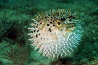 I segreti del mare: 5 curiosità sul pesce palla