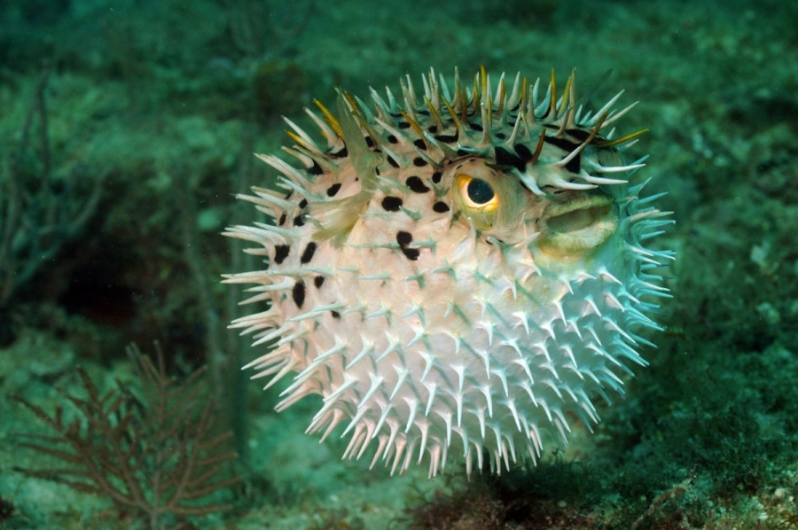 I segreti del mare: 5 curiosità sul pesce palla