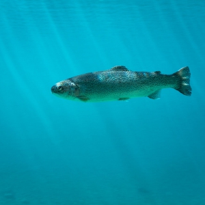 Salute a tavola: perchè il Salmone fa così bene