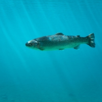 Salute a tavola: perchè il Salmone fa così bene