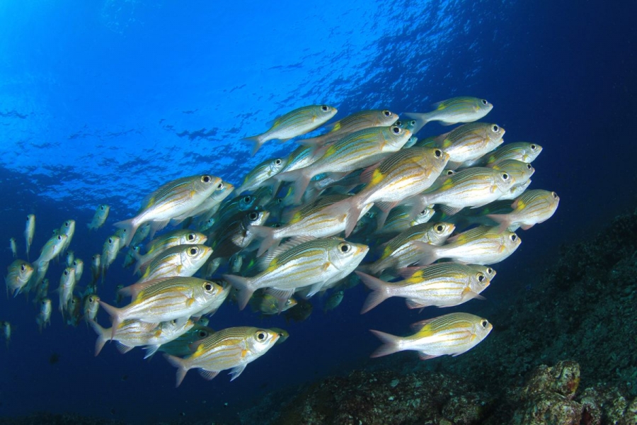 Pesce di stagione in tavola: quale scegliere a febbraio