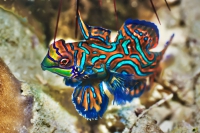 Pesce Mandarino: ti presentiamo l'Esemplare più Bello dei Mari