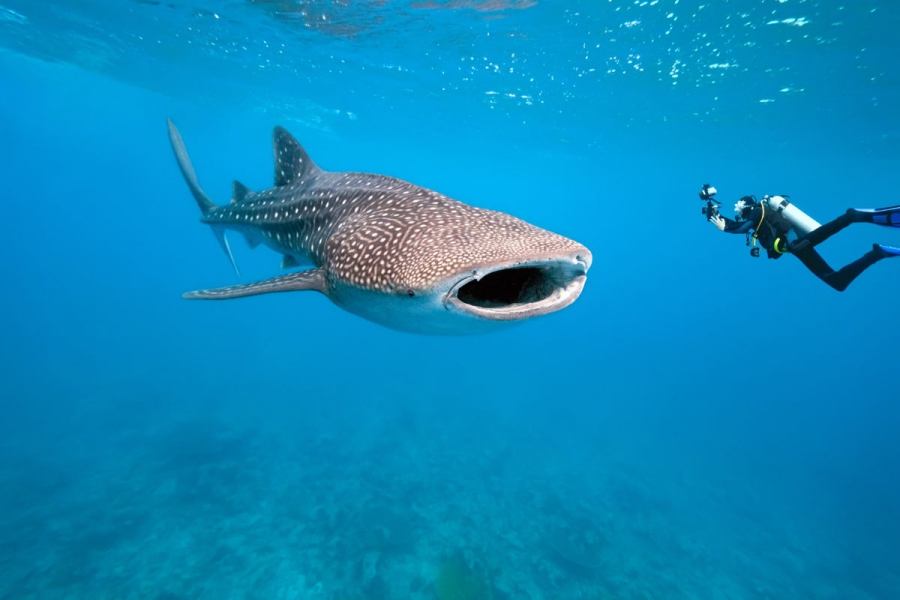 Scopri il Pesce più Grande al Mondo dal Mantello Stellato