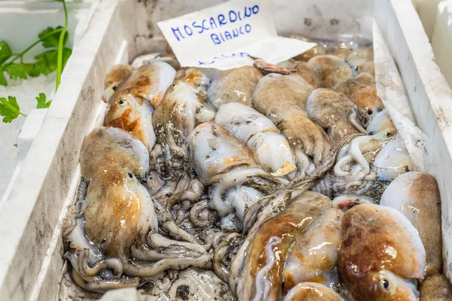 Pesce fresco di stagione: scopri le proprietà dei moscardini