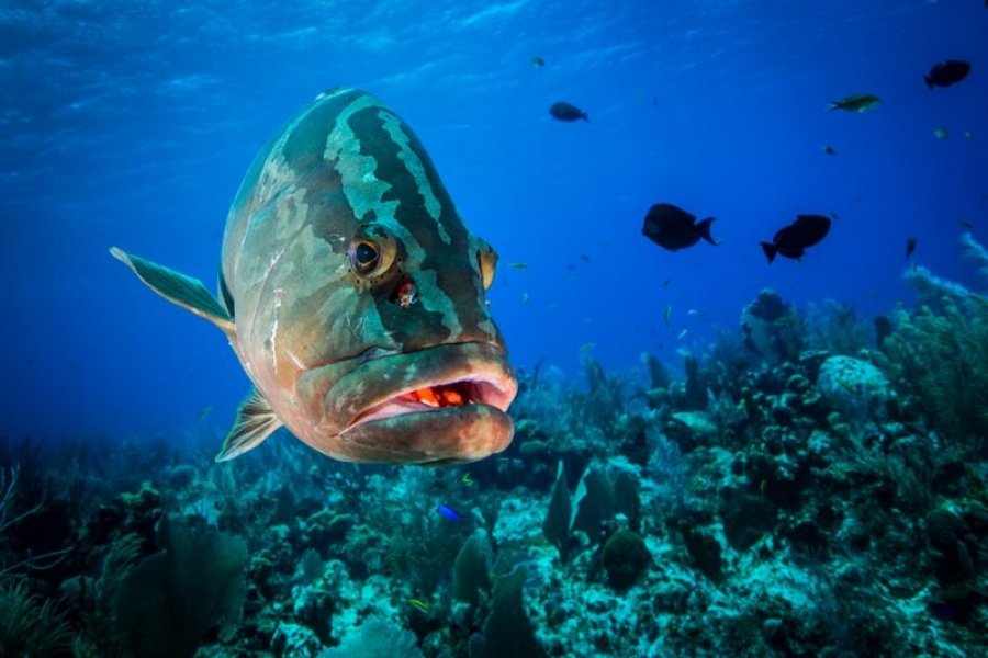 Pesce di stagione: le proprietà nutritive della cernia