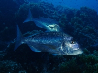 Il Dentice: un Pesce di Prima Classe