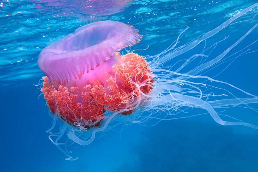 Come difendersi dalle meduse a mare?